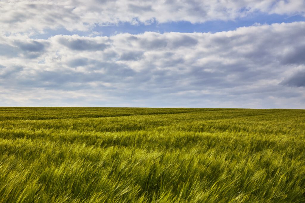 Feld und blauer Himmel